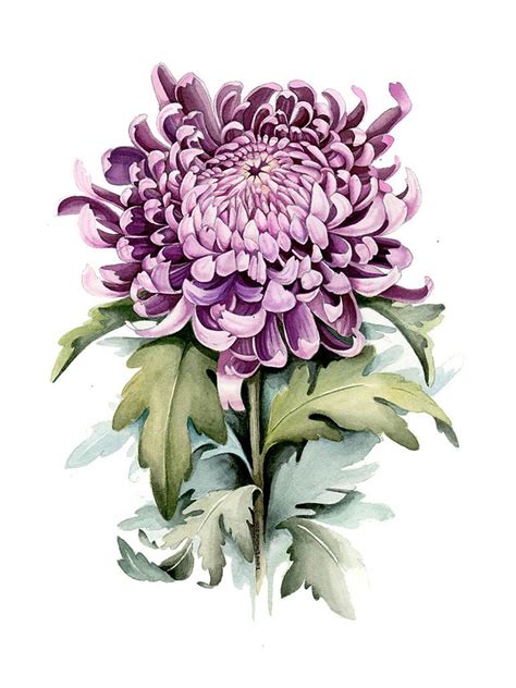 https://flic.kr/p/sat6QQ | Chrysanthemum_780_ Botanical Watercolor ...