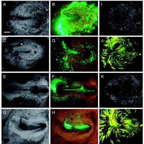 (PDF) Cell movement during chick primitive streak formation