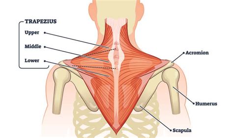 Trapezius muscle strain - Cause, Symptoms, Treatment, Exercise / Mobile