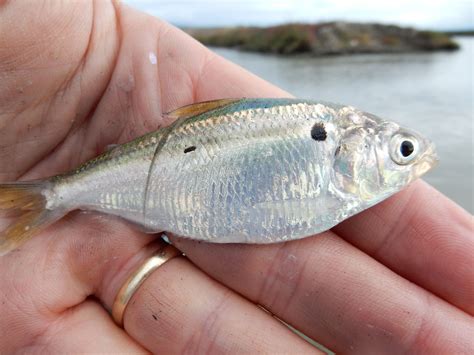 Threadfin Shad caught on 2016-11-06 in Pond A19 | Custom fishing lure, Pelagic fish, Fishing lures