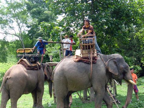 Elephant Rides in Thailand ? The Regal Elephant Experience