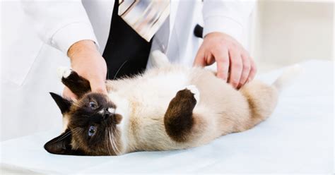 Cat Urinary Blockage (Symptoms & Treatment) - Emergency Vet 24/7