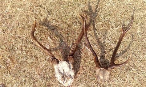 Hunted Indian Swamp Deer/ Barasingha Horns Antlers Stock Image - Image ...