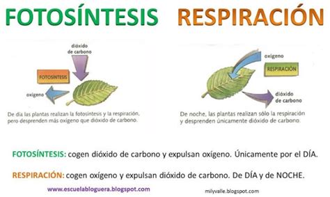 TOMi.digital - Respiracion En Las Plantas