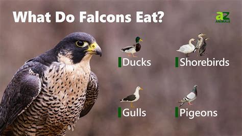 Falcon Bird Facts - falcons - 实验室设备网