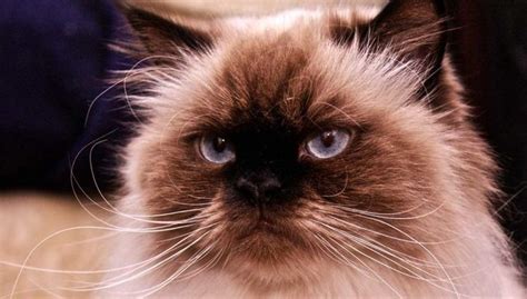 20 Fun Facts You Didn't Know About Himalayan Cats | Himalayan cat, Himalayan kitten, Himalayan ...