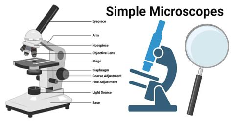 Simple Microscope: Principle, Parts, Uses, Examples, Diagram