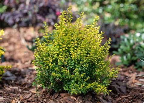 10 dwarf evergreen shrubs for full sun 🌞 🌿 Compact picks for vibrant landscapes