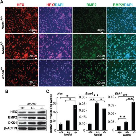 (PDF) Nodal mutant eXtraembryonic ENdoderm (XEN) stem cells upregulate markers for the anterior ...