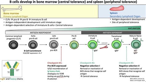 Lecture 5a: B Cell Development - YouTube