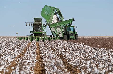 Cotton Harvest Stock Photos, Pictures & Royalty-Free Images - iStock