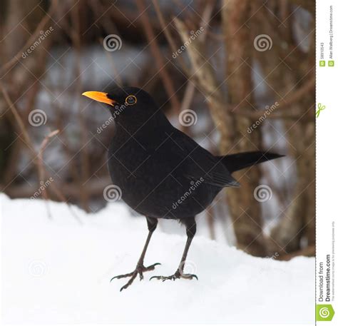 Common blackbird stock image. Image of singers, black - 58910543