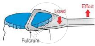 State the Class of Levers and the Relative Positions of Load (L) Effort (E) and Fulcrum (F) in a ...