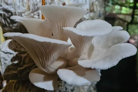 [GIANT BIG - WHITE MUSHROOM FRUITING BAG] FRUITING BAG/ SEEDLING BAG / OYSTER MUSHROOM FRUITING ...