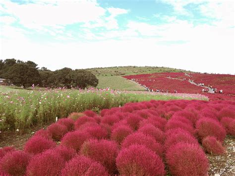 Fiery Red Paradise of Kochia at Hitachi Seaside Park, Ibaraki Prefecture – The Rainbowholic Me