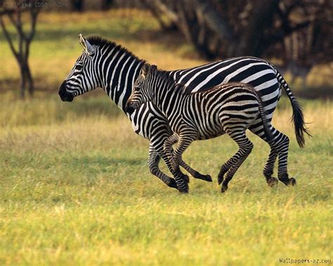 Mom and baby zebras running together | Animali, Regno animale, Natura