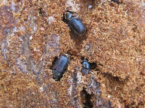 Forest Health Update: Bark Beetles FAQs - eGreenews