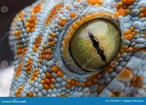 Eye of gecko stock image. Image of animal, blue, magnification - 118122071