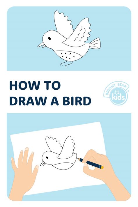 How To Draw A Bird: Easy Bird Drawing - Bright Star Kids