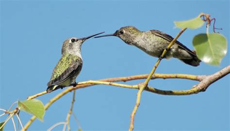 Hummingbird Nesting Habits | Sciencing