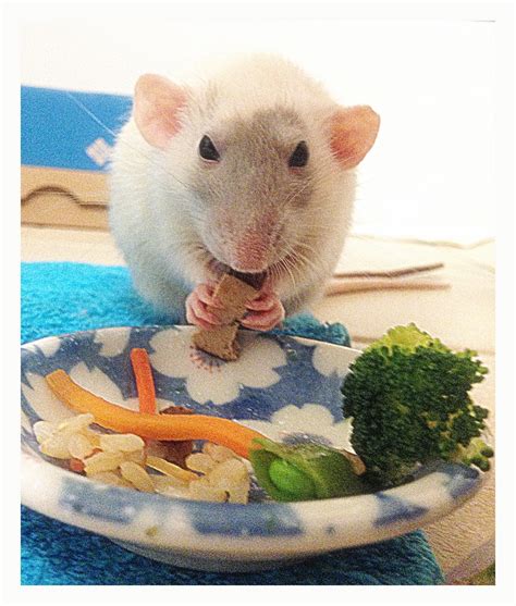 Variety in Your Pet Rats' Diet - About Pet Rats