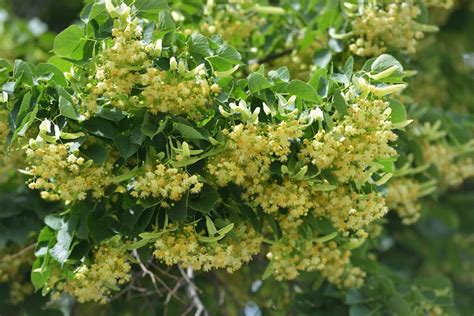 Linden flowers & leaves: harvest, uses & benefits - Plantura