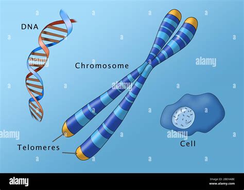 Chromosome Structure and Location, Illustration Stock Photo - Alamy