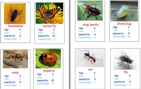 minibeast top trumps | Teaching Resources | Printable flash cards, Top ...