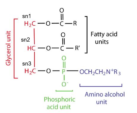 Phospholipids Structure