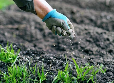 What's The Best Time to Plant Grass Seed? Lawn Care Blog