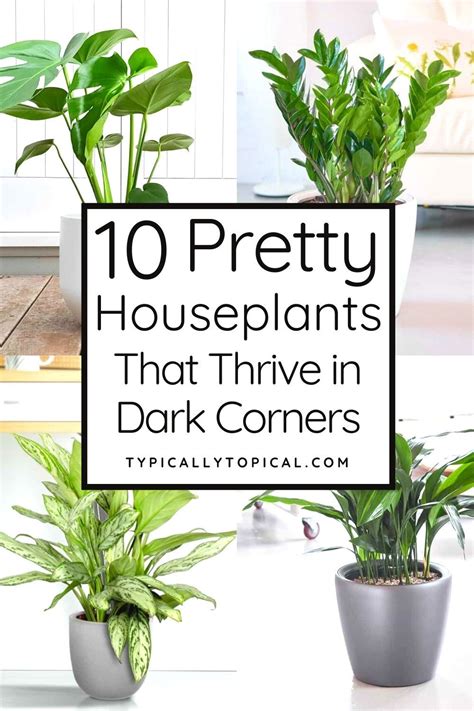 10 Of The Best Indoor Plants That Don't Need Sunlight | Low light ...