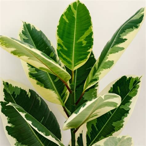 Top 5 Affordable Variegated Houseplants - Teak And Terracotta