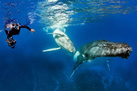 Swim With Humpback Whales | About | Beautiful islands, Hawaii water ...