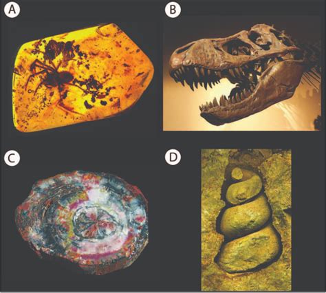 Solved The images show some common types of fossil | Chegg.com