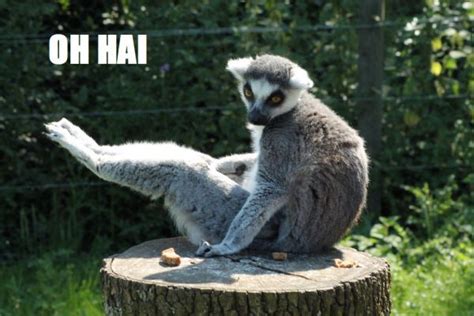 Lemur Memes | Lemur, Koala bear, Memes