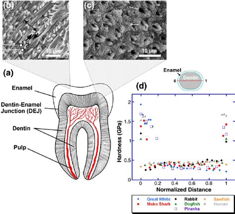 Tooth Enamel Structure