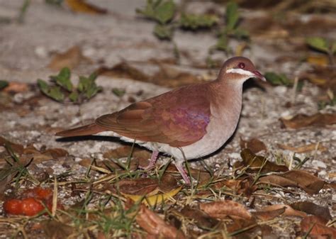 Birds of the World - Geotrygon