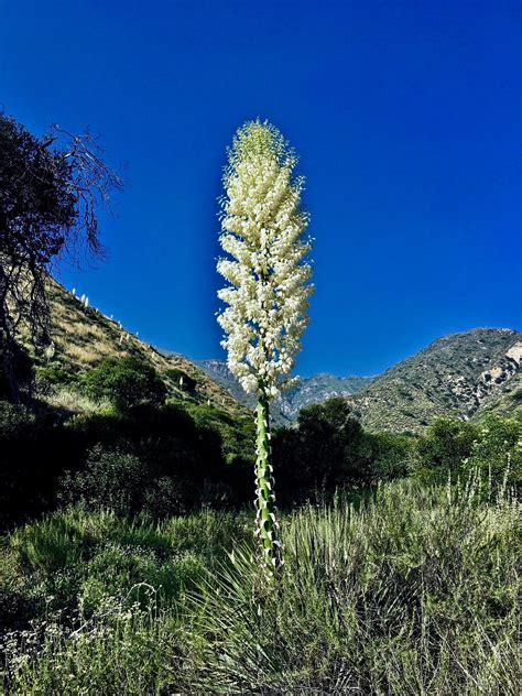 Yucca Bloom (Hesperoyucca whipplei) This was an exceptional year in the Southern California ...