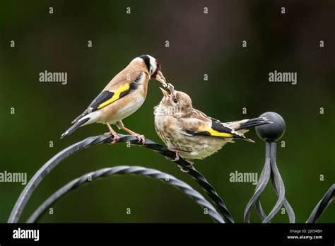 Goldfinch feeding chick on garden feeder Stock Photo - Alamy