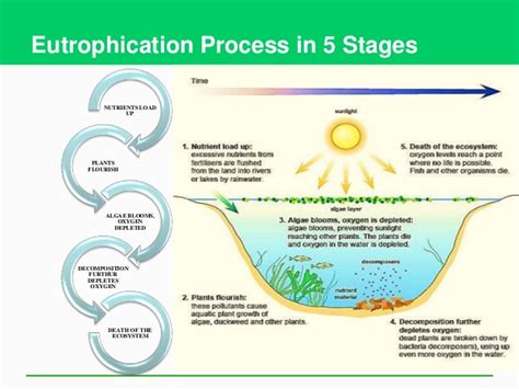 Diagram Of Eutrophication