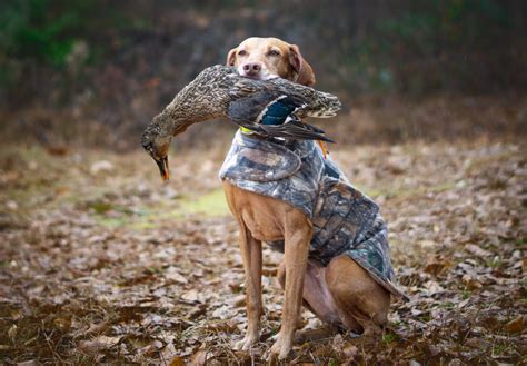 Protective Clothing & Gear for Hunting Dogs - The Accidental Bird Dog