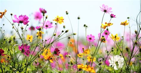 The Funeral Celebrant | Natural Burials | An Overview - UK Society of ...