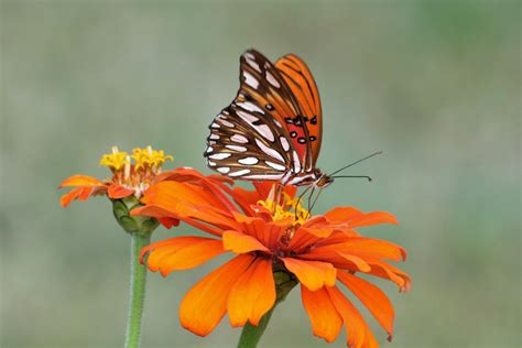 Gulf Fritillary Butterfly On Lantan Free Stock Photo - Public Domain ...