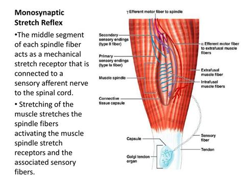 PPT - Reflex Physiology PowerPoint Presentation - ID:313693