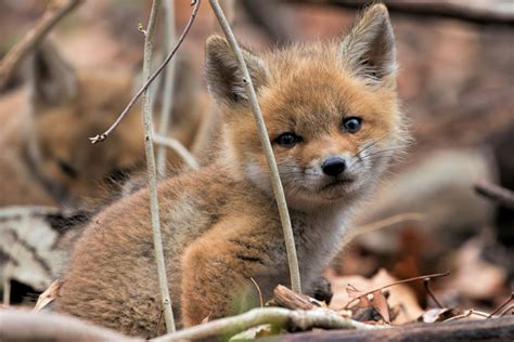 Download Baby Animal Cute Cub Animal Fox 4k Ultra HD Wallpaper