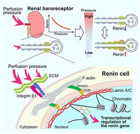 Researchers Determine Location and Structure of Our Body’s Blood-Pressure Barometers | Sci.News