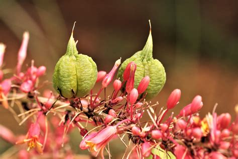 Red Yucca: Neither Red, Nor a Yucca