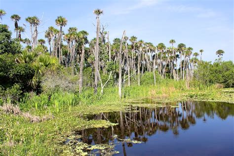 Orlando Wetlands Park | Gordon King | Flickr