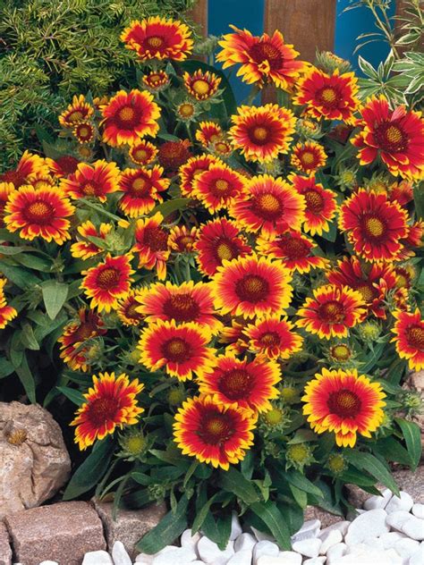 20Pcs Gaillardia Flower Seeds – Passion For Plantation