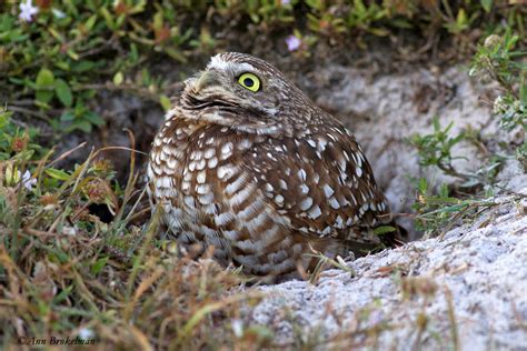 Ann Brokelman Photography: Burrowing Owls Florida 2015